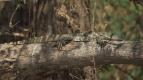 Skryt� divy Afriky (3)