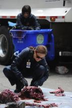 Sb�ratel� kost� VIII (5)
