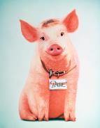 Babe: Pras�tko ve m�st�