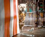 Jako ko�ky a psi: Pomsta prohnan� Kitty