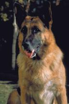 K-9 2: M�j p��tel se studen�m �um�kem
