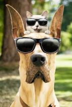 Marmaduke