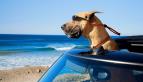 Marmaduke