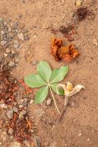 Africk� abeceda