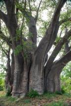 Africk� abeceda