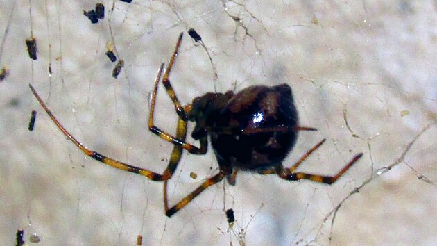 je�t�,�e je tak mal�...