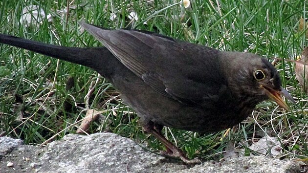 Neposed� ani chvilku, mus� toti� krmit...