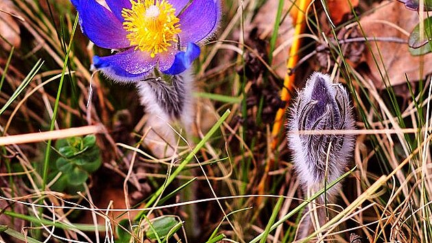 Ohroen Koniklec oteven (Pulsatilla patens)