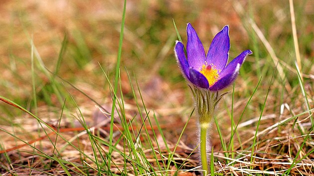 Ohroen Koniklec oteven (Pulsatilla patens)