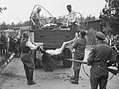 Nmeck osazenstvo tbora bylo pinuceno nakldat mrtv tla na auta ped pohbenm do masovch hrob (Wikipedie)