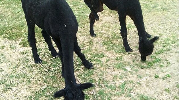 Všechny lamy byly ostříhané a jejich srst patří k nejjemnějším na světě. Je to srst typu huyacaya.