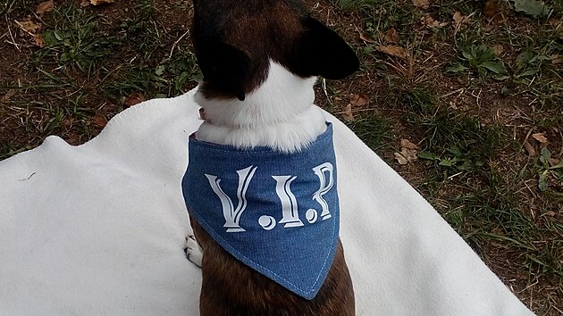 Velmi Inteligentn Pejsek