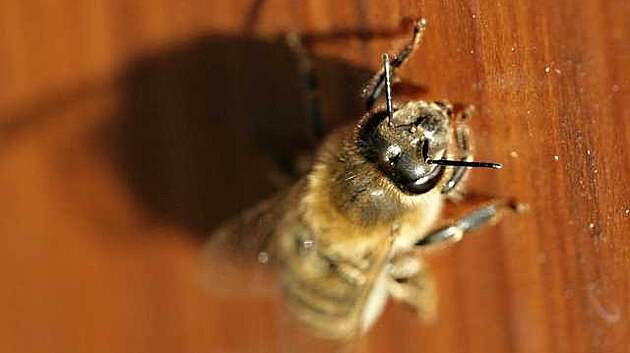 V�elka - snad na�la cestu dom�.