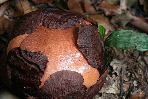 puc Rafflesia