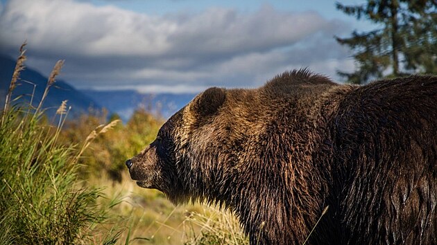 Jeden ze symbol Aljaky - medvda grizzlyho - poznala Eva prkov hodn zblzka. 