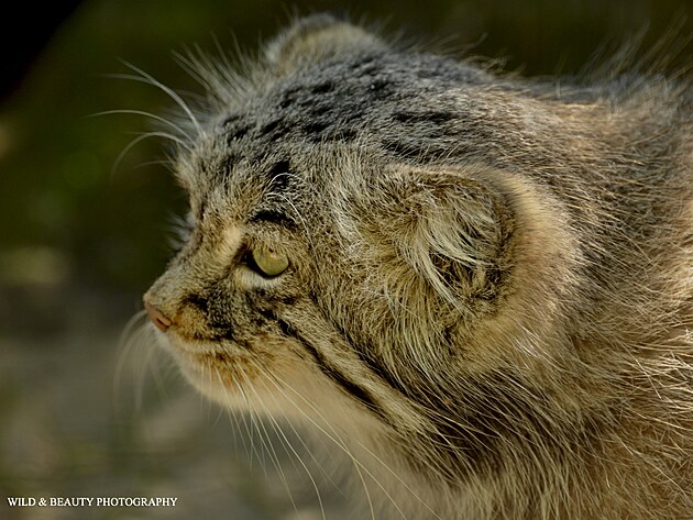 Manul