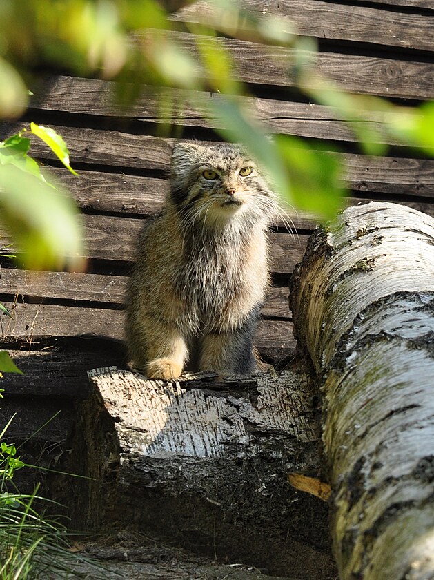 Manul