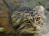 Manul