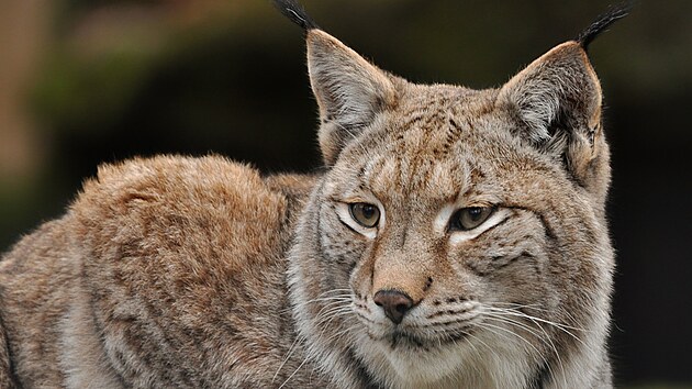 Rysice, jedna ze t�� sester