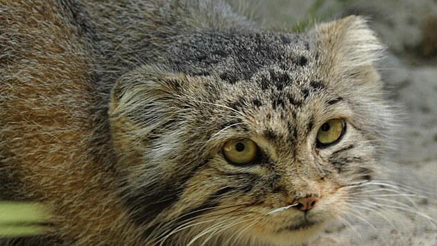 Manul