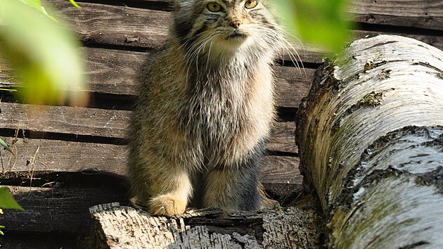 Manul