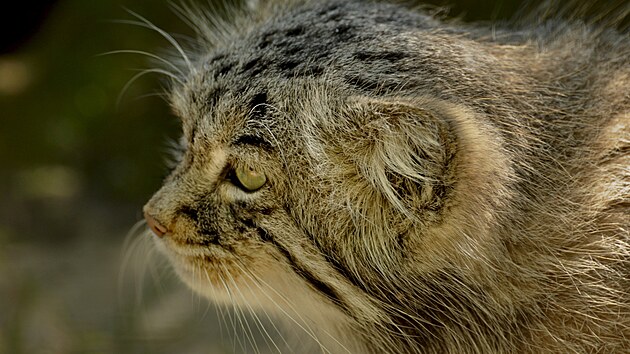 Manul