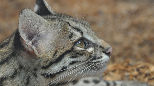 Ocelot stromov- Zoo Praha