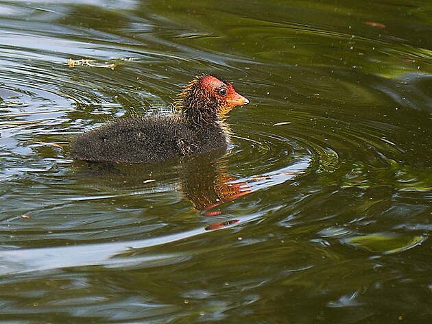 Ml�d� lysky �ern�