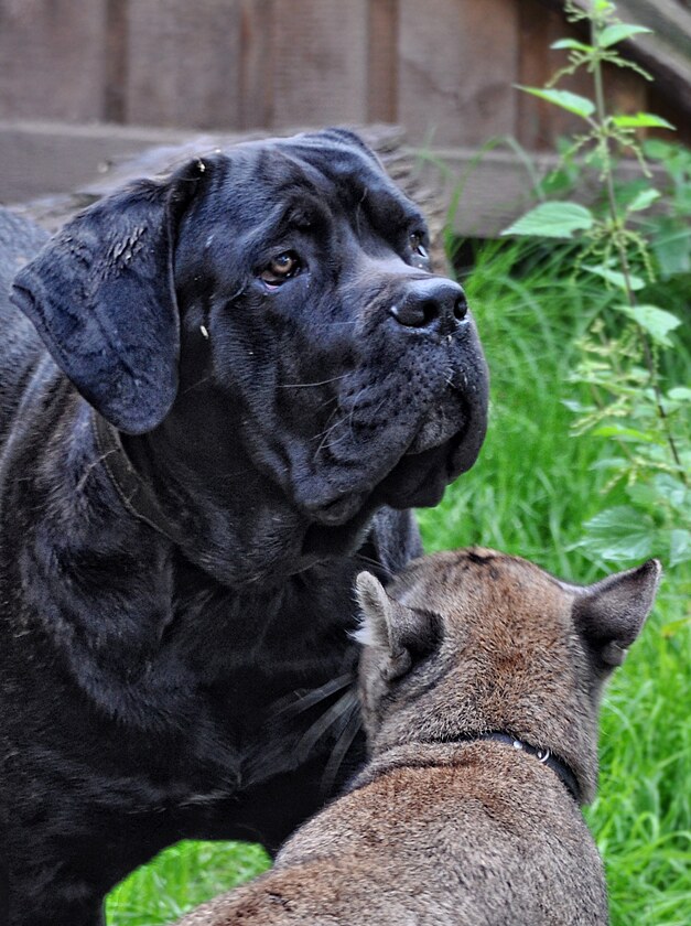 Puma Uncas a cane corso Aramis