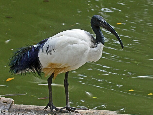 Threskiornis aethiopicus  ibis posvtn