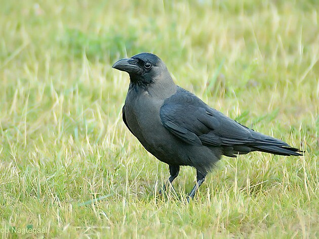 Corvus splendens  vrna domc