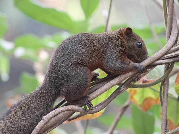 Callosciurus erythraeus  veverka Pallasova