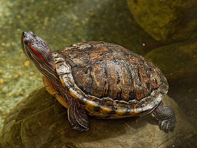 Trachemys scripta  elva ndhern