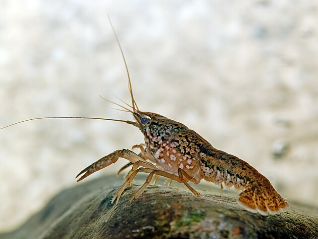 Procambarus fallax, f. virginalis  rak mramorov