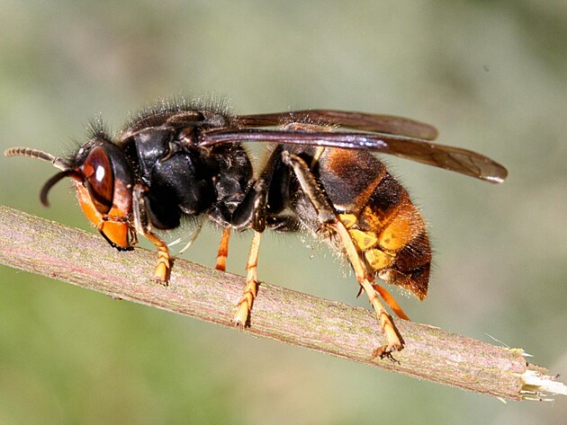 Vespa velutina nigrithorax  sre asijsk