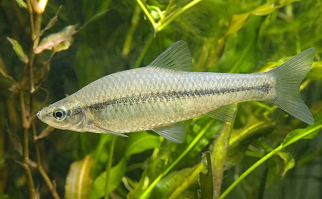 Pseudorasbora parva  stevlika vchodn