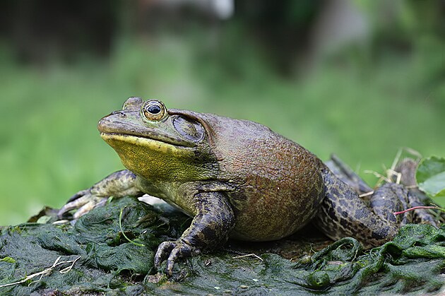 Lithobates (Rana) catesbeianus  skokan volsk