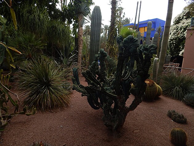 Jardin Majorelle