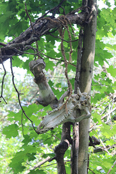 Na vtvch strom visely zaven lebky a kosti.