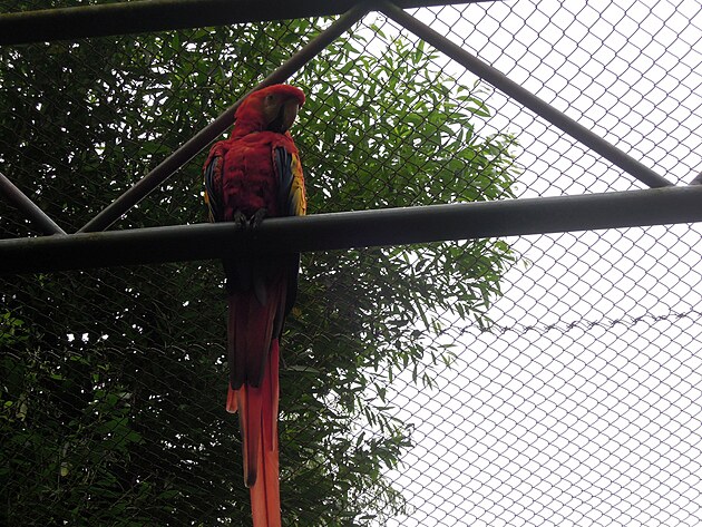 Papouek ARA v zajet