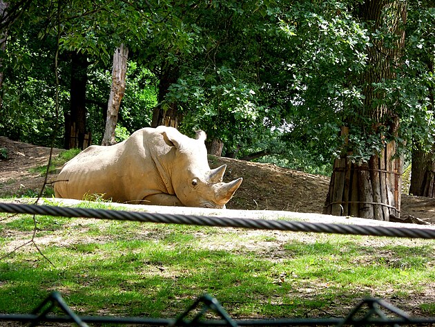 iv nosoroec