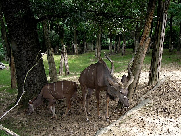 Antilopy kudu
