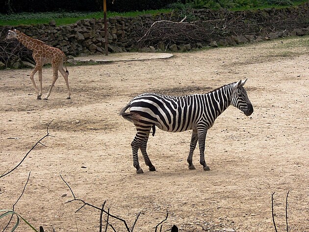Smutn zebra