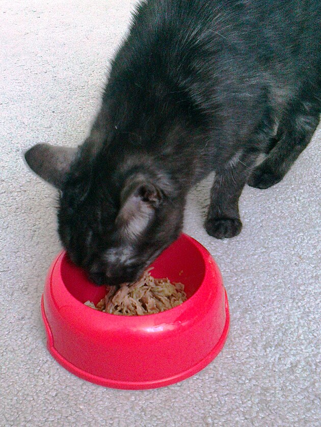 Doporu�uji, pokud m�te doma �ty�noh�ho p��tele, aby v�m n�co �upadlo�, jinak v�m ned� pokoj :-)