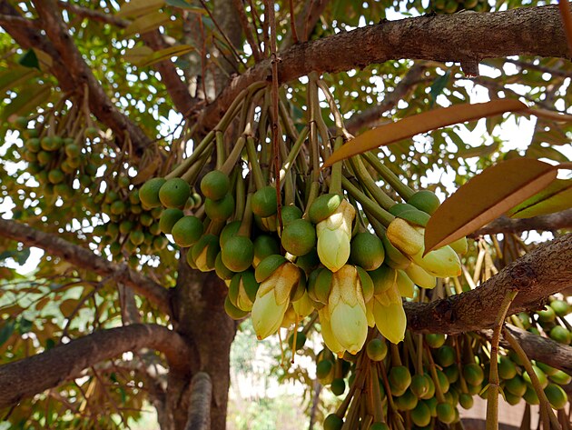Kvetouc� durian