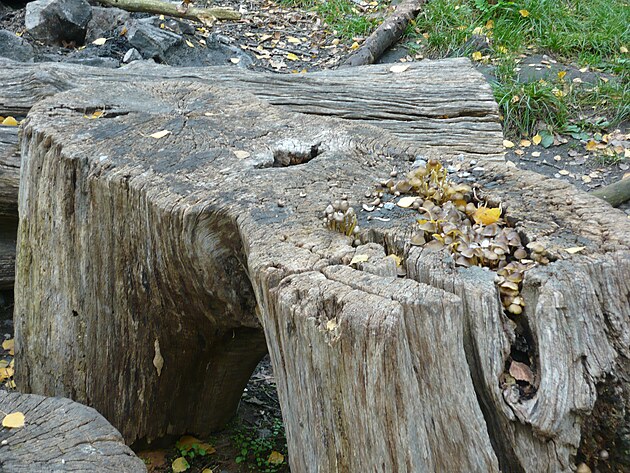 U� zase houby :(  !!!