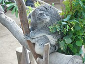 koala