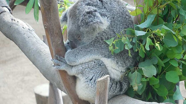 koala