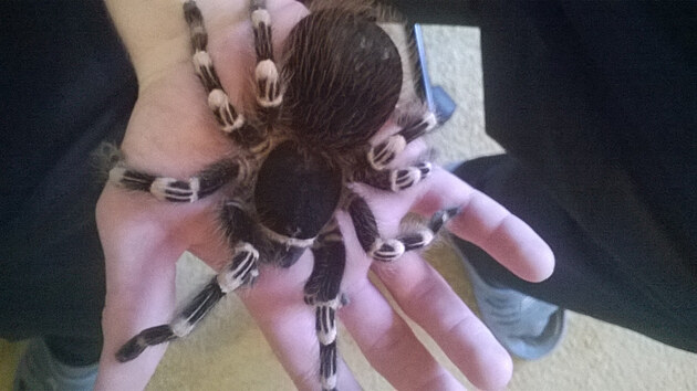 Pavouek na ruce
