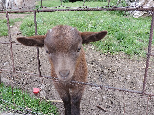 Mal kzltko na koz farm u Kolnsk boudy 1.117 m n.m.